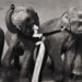 Richard Avedon